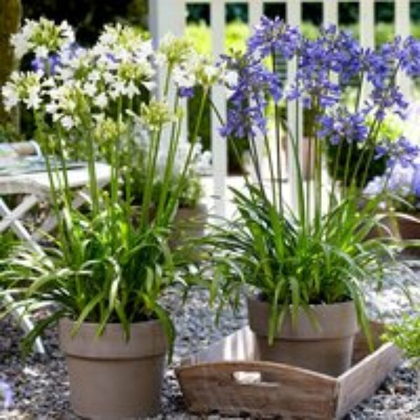 Agapanthus Blue & White Collection