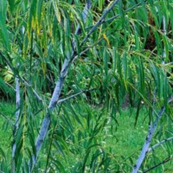 Salix acutifolia 'Blue Streak'