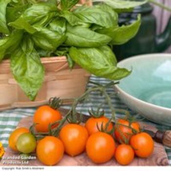 Tomato 'Merrygold' F1 - Seeds