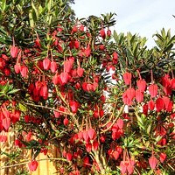 Crinodendron hookerianum