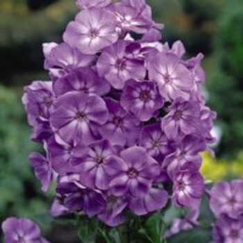 Phlox paniculata 'Laura'