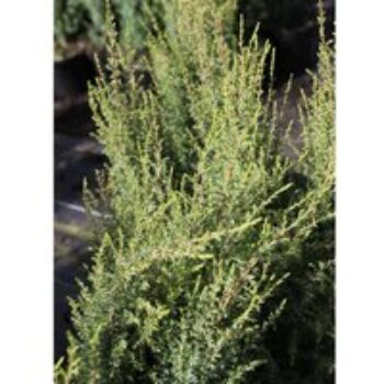 Juniperus communis 'Compressa'