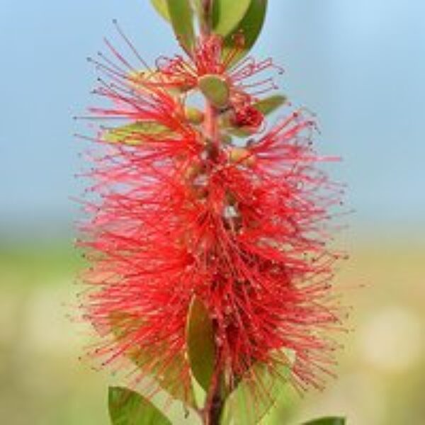 Callistemon laevis