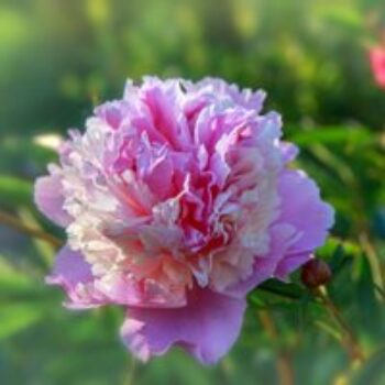 Peony 'Sorbet'