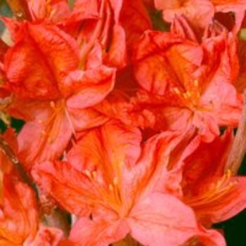 Rhododendron 'Koster's Brilliant Red'