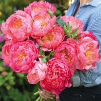 Peony 'Pink Hawaiian Coral'