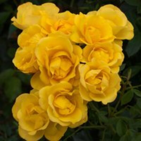 Rose 'Grandma's Rose' (Floribunda Rose)