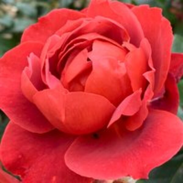 Rose 'Hot Chocolate' (Floribunda Rose)