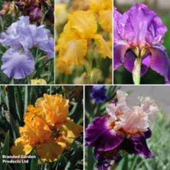 Iris 'Re-Blooming Collection'