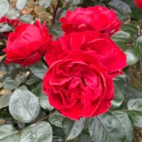 Rose 'Precious Ruby' (Floribunda Rose)