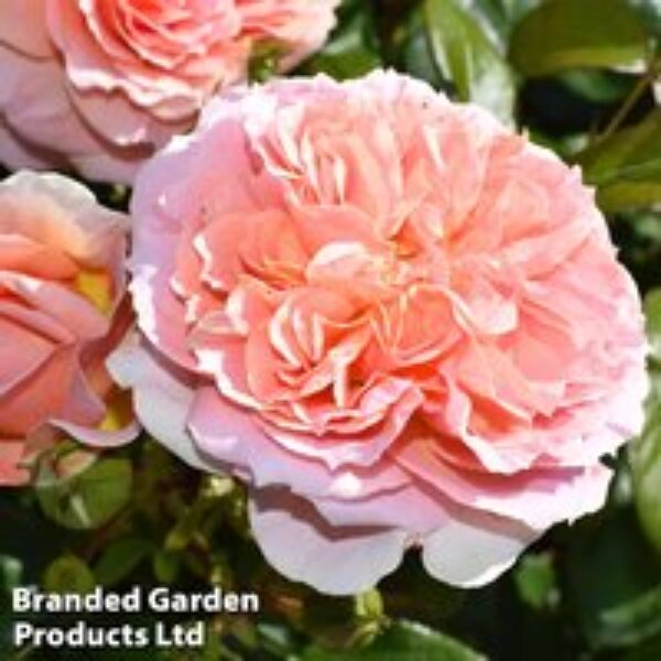 Rose 'It's A Wonderful Life' (Floribunda Rose)