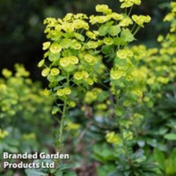 Euphorbia amygdaloides var. robbiae