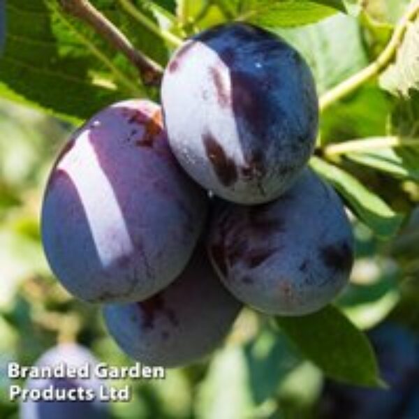 Plum 'Beauty'