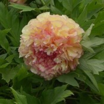 Tree Peony 'Jin Ge'