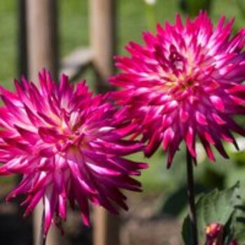 Dahlia 'Badger Twinkle'