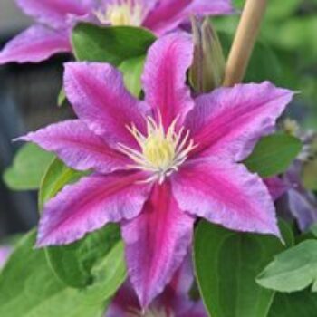 Clematis 'Red Pearl'