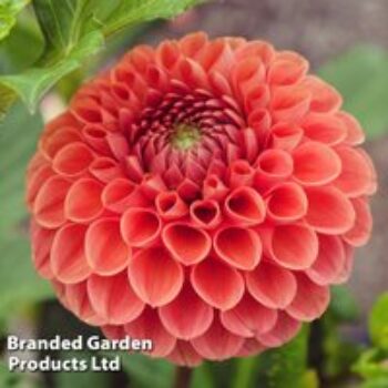 Dahlia 'Cornel Brons'