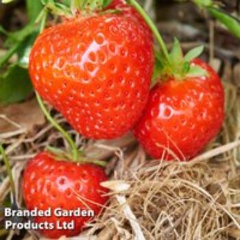 Strawberry 'Malwina' (Late Season)