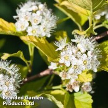 Red Dogwood (Hedging)