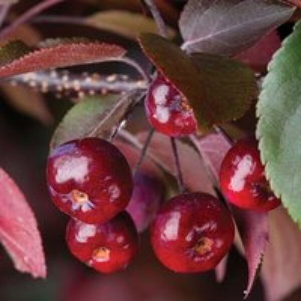 Crab Apple 'Royalty'