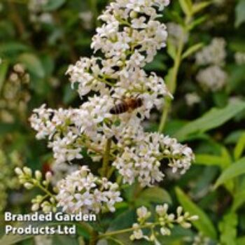 Ligustrum vulgare 'Liga'