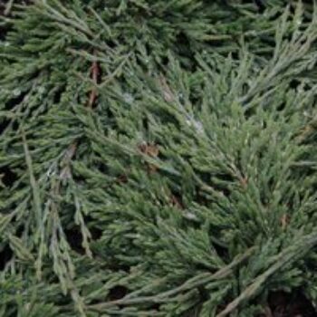 Juniperus horizontalis 'Prince of Wales'