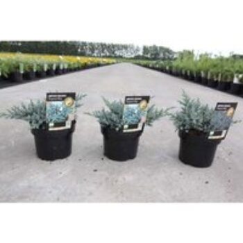 Juniperus squamata 'Tropical Blue'