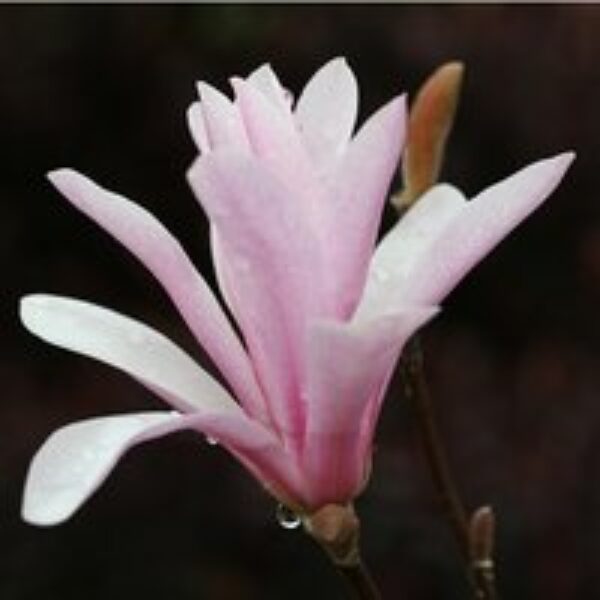 Magnolia x loebneri 'Leonard Messel'