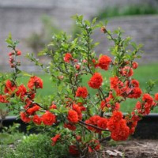 Chaenomeles 'Orange Storm'