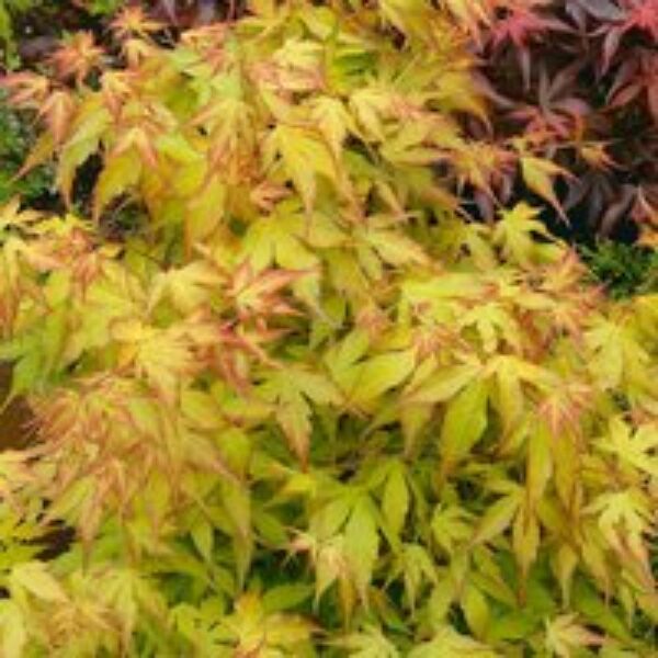 Acer palmatum 'Katsura'