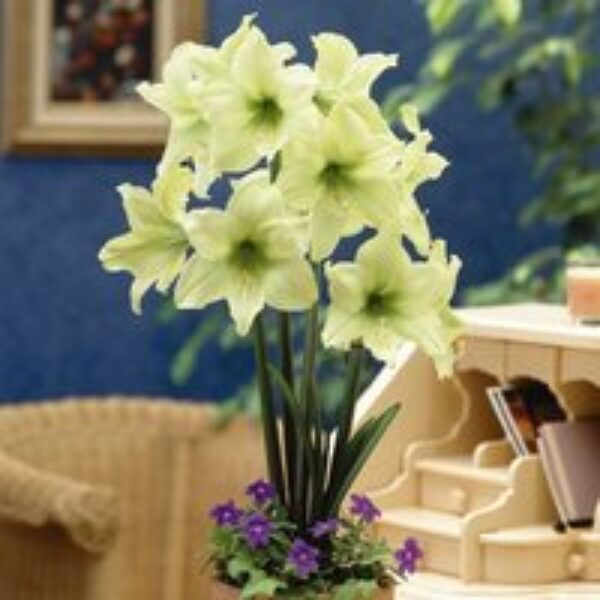 Amaryllis 'Lemon Star'