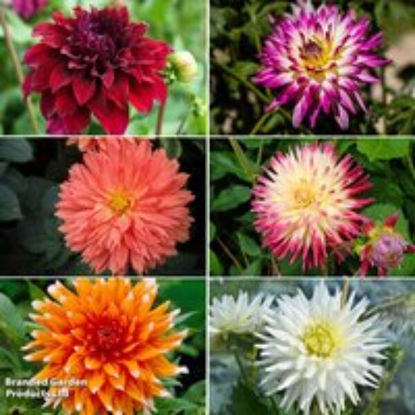 Dahlia 'Cactus Bundle'