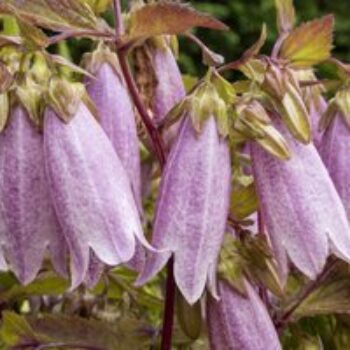 Campanula takesimana