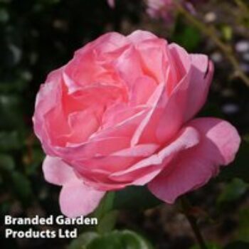 Rose 'Queen Elizabeth' (Floribunda Rose)