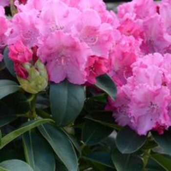 Rhododendron 'Winsome'