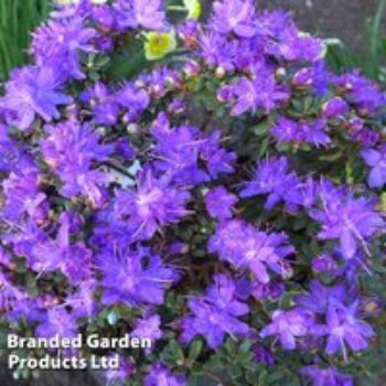 Rhododendron fastigiatum 'Blue Steel'