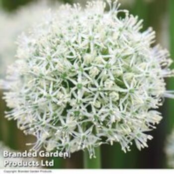 Allium stipitatum 'Mount Everest'