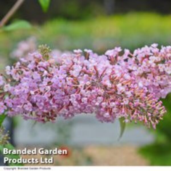 Buddleja 'Pink Delight'