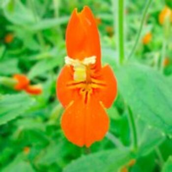 Mimulus cardinalis (Marginal Aquatic)