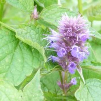 Agastache rugosa