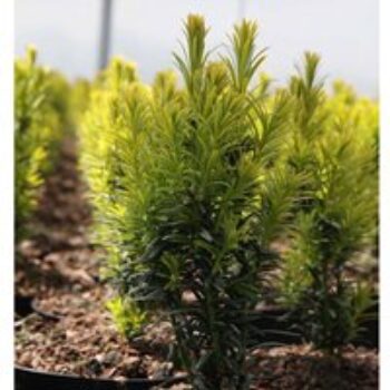 Taxus baccata 'Kupfergold'