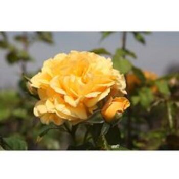 Rose 'Amber Queen'