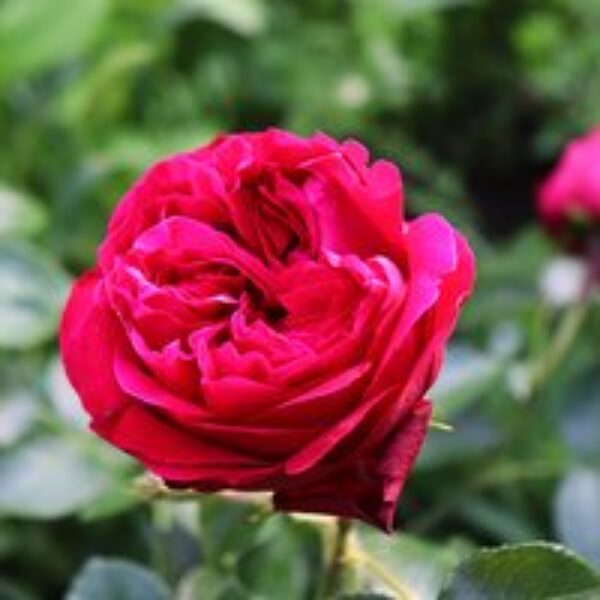 Rose 'Red Eden Rose'