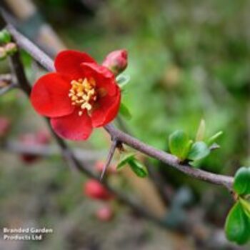 Chaenomeles x superba 'Crimson and Gold'