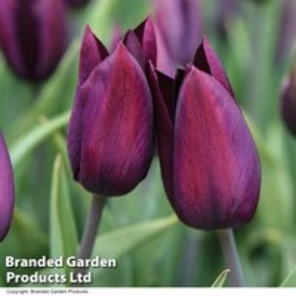 Tulip 'Havran'