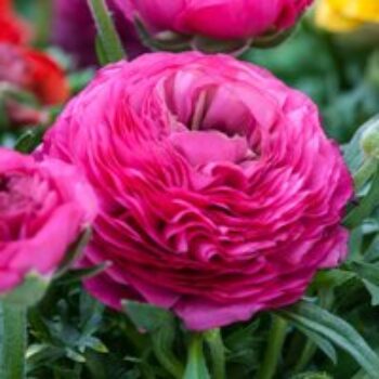 Ranunculus 'Pink'