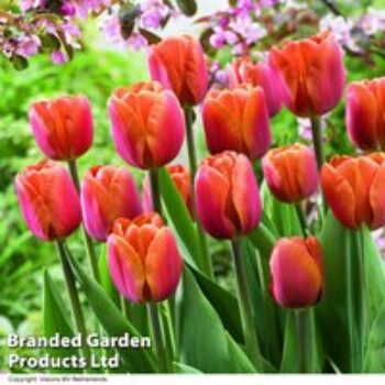 Tulip 'Brown Sugar'