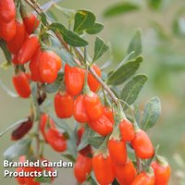 Goji Berry 'No.1 Lifeberry'