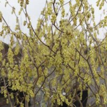 Corylopsis spicata