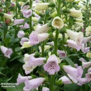 Foxglove 'Camelot Lavender'